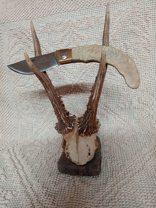 Coltello da collezione  arburesa lama 9 CM impugnatura in corno di montone